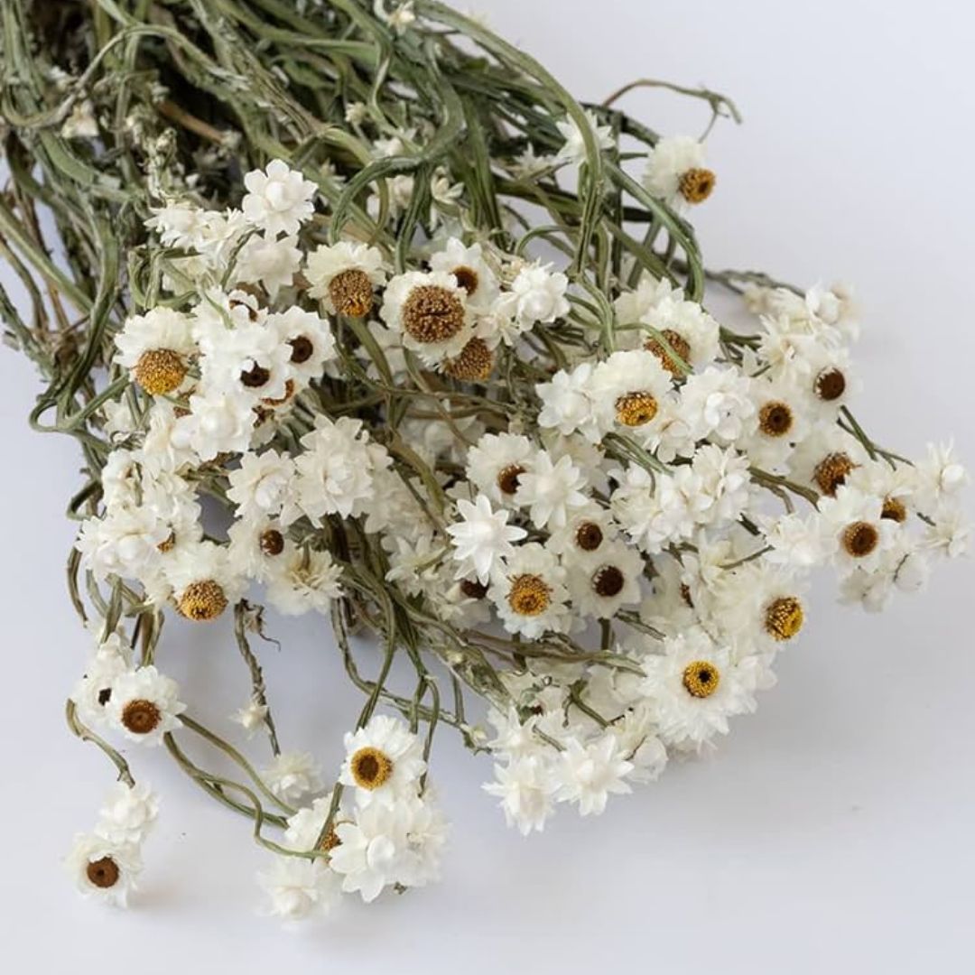 Natural Dried Ammobium Flower Bunch – Muun Home