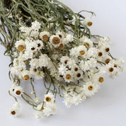 Natural Dried Ammobium Flower Bunch