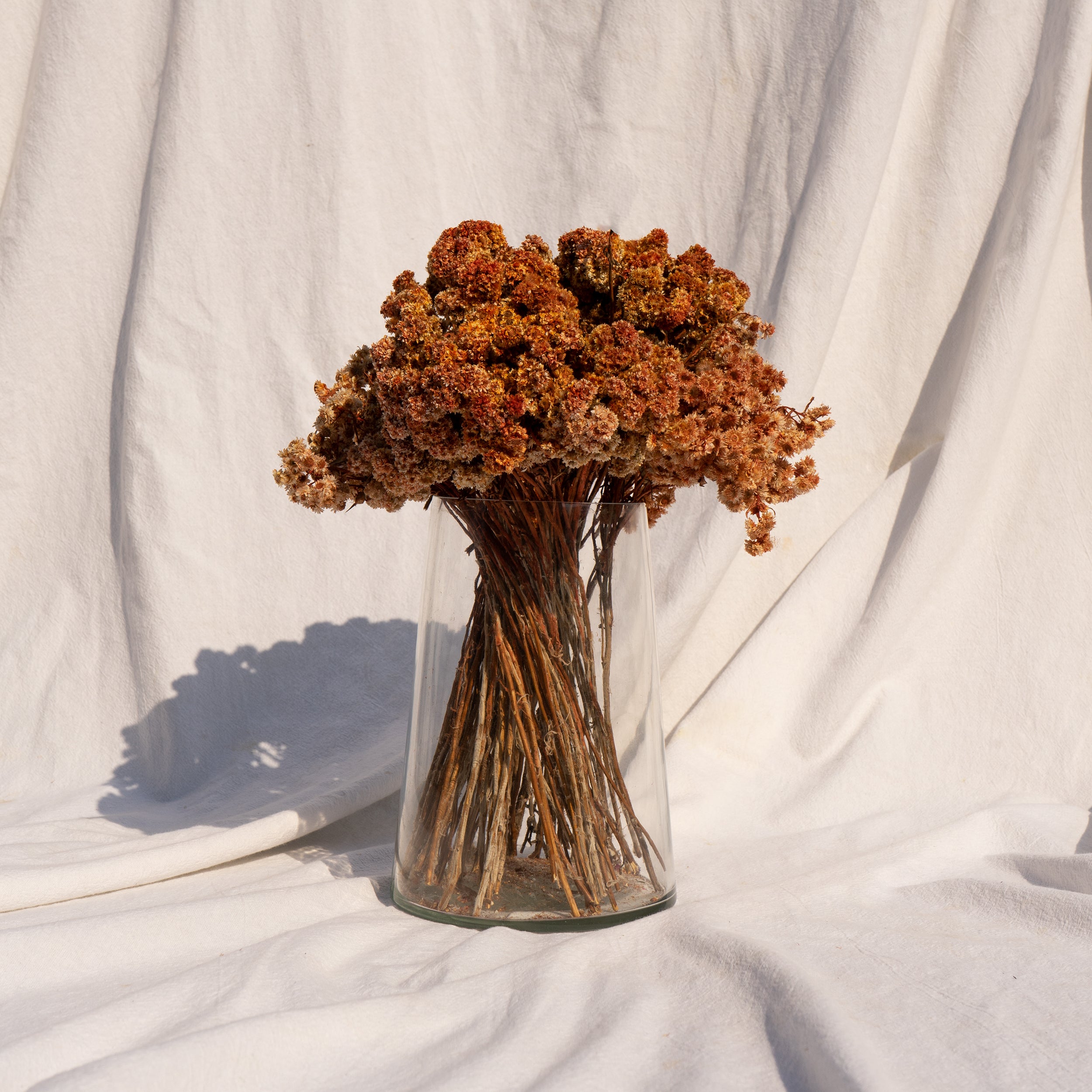 Natural Dried Daisy Flower Bunch