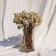 Natural Dried Daisy Flower Bunch