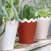 Scallop Colourful Planter