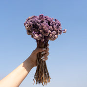 Natural Dried Daisy Flower Bunch