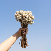 Natural Dried Daisy Flower Bunch